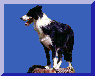 [Danish Border Collie Homepage]